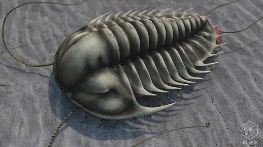 File:534px-Camb Olenoides serratus 3d.jpg