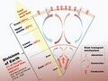 File:120px-180px-Heat flow of the inner earth.jpg