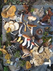 File:180px-490px-Fungi of Saskatchewan.jpg