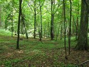 File:180px-391px-Forest.jpg
