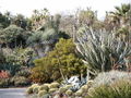 File:120px-Huntington Desert Garden Cactus (etc).jpg