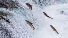 File:240px-300px-3032039-poster-p-shutterstock148260731.jpg