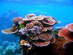 File:240px-Coralreef.jpg