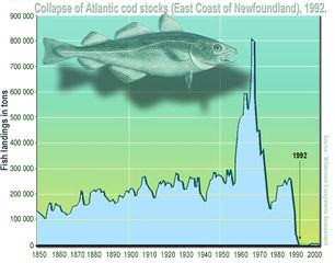 File:306px-Cod.jpg