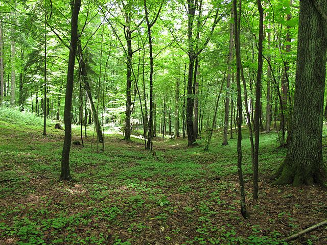 File:Forest.jpg
