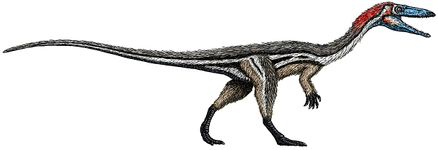 File:438px-Coelophysis size flipped.jpg