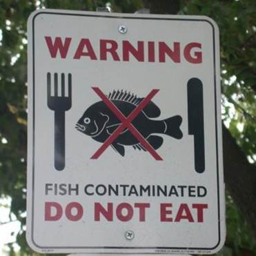 File:Contaminated fish .jpg