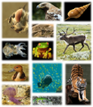 File:105px-380px-Kingdom of animals.png