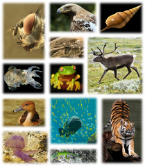 File:209px-640px-Kingdom of animals.png