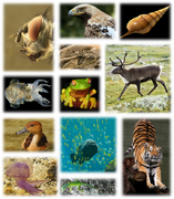 File:157px-570px-Kingdom of animals.png