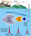File:103px-155px-300px-MercuryFoodChain-01.png