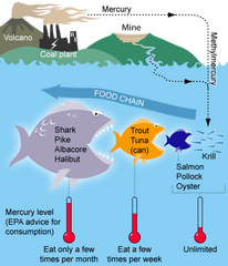 File:206px-412px-MercuryFoodChain-01.png