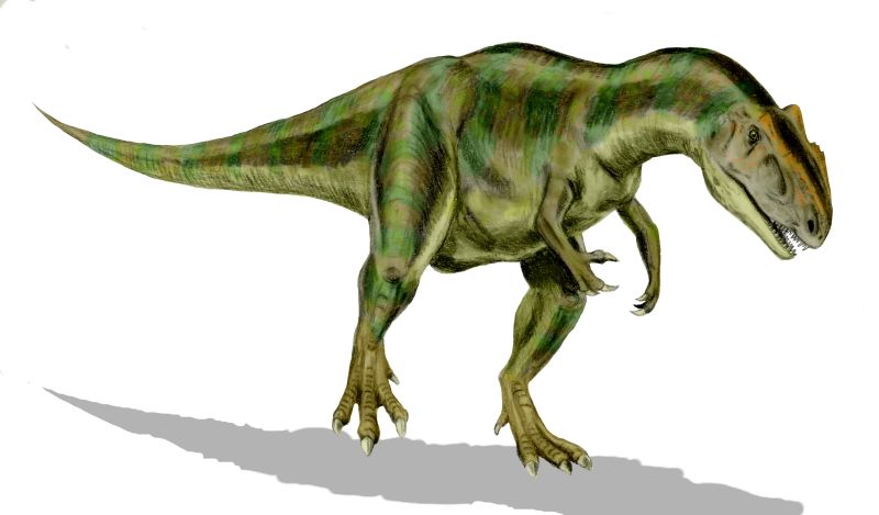 File:Allosaurus BW.jpg