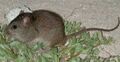 File:120px-600px-Bramble-cay-melomys.jpg