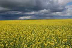 File:240px-320px-Canola field.jpg