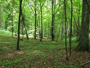File:180px-500px-Forest.jpg