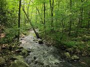 File:180px-220px-Forestbiome.jpg