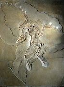 File:133px-222px-Archaeopteryx lithographica.jpg