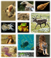 File:105px-570px-Kingdom of animals.png