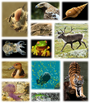 File:90px-Kingdom of animals.png