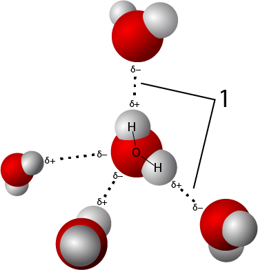 File:3D model hydrogen bonds in water.png