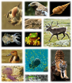 File:105px-523px-Kingdom of animals.png