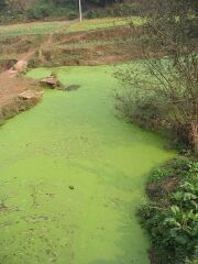 File:180px-360px-AlgalBloom.jpg