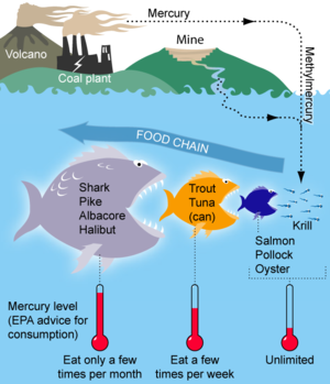 File:300px-MercuryFoodChain-01.png