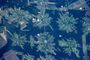 File:90px-Bolivia-Deforestation.jpg