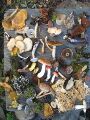 File:90px-180px-Fungi of Saskatchewan.jpg