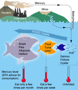 File:154px-412px-MercuryFoodChain-01.png