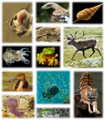 File:105px-180px-Kingdom of animals.png