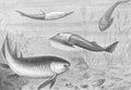 File:120px-180px-Silurianfishes ntm 1905 smit 1929.gif