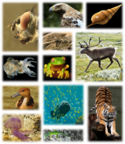File:180px-Kingdom of animals.png