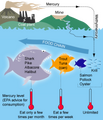 File:103px-412px-MercuryFoodChain-01.png