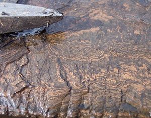 File:300px-614px-Messel oil shale sideritic laminae.jpg
