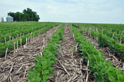 File:180px-300px-Nrcs142p2 004387.gif