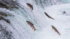 File:240px-480px-3032039-poster-p-shutterstock148260731.jpg