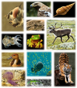 File:157px-640px-Kingdom of animals.png