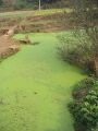 File:90px-360px-AlgalBloom.jpg