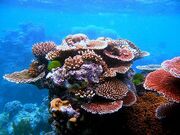 File:180px-440px-Coralreef.jpg
