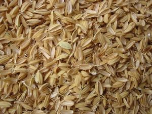 File:300px-Rice chaffs.jpg