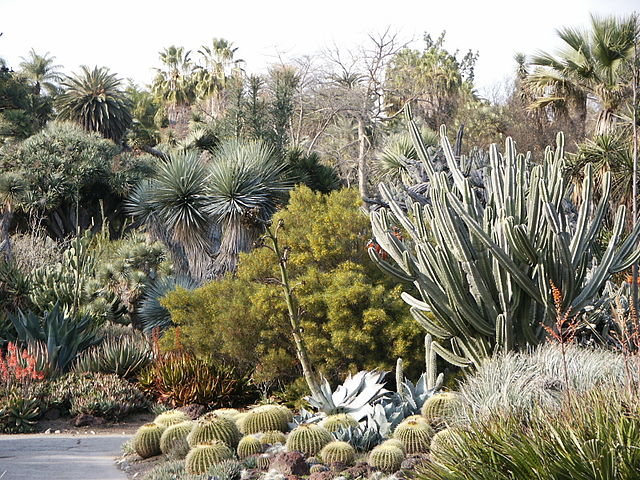 File:Huntington Desert Garden Cactus (etc).jpg