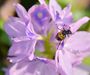 File:90px-Beetle and Water Hyacinth, Uganda (15687275351).jpg