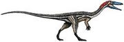 File:180px-240px-Coelophysis size flipped.jpg
