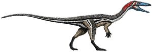 File:300px-Coelophysis size flipped.jpg