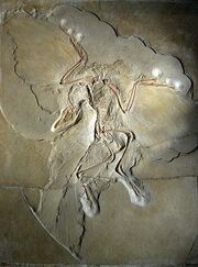 File:180px-333px-Archaeopteryx lithographica.jpg
