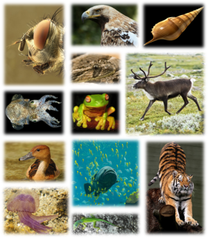 File:300px-Kingdom of animals.png