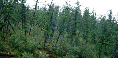 File:400px-20070801 forest.jpg