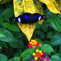 File:120px-248px-Butterfly.jpg